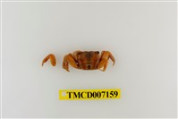 藏品(斑點擬相手蟹)的圖片